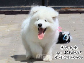 北京哪里卖赛级萨摩耶,萨摩耶犬多少钱好养吗