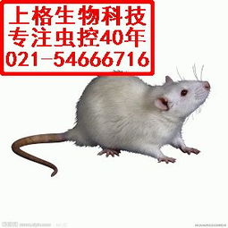 上海专业驱鼠 