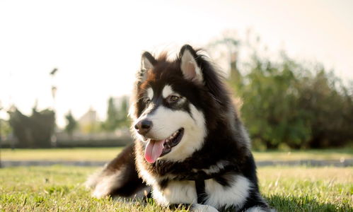 阿拉斯加雪橇犬价格,阿拉斯加犬多少钱