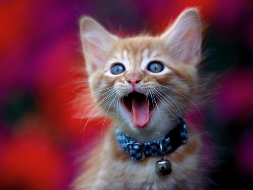 猫吖喵啊咪 猫叫声是什么意思 了解猫的叫声可以帮助你训练它