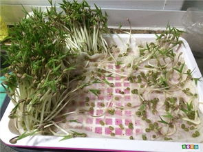 水培豆芽的培植步骤简写 观察豆芽的记录表13天