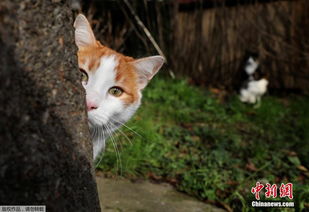 猫咪天堂伊斯坦布尔 大街小巷都是喵的身影 