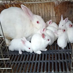 供兰州种兔和甘肃种兔批发价格 供兰州种兔和甘肃种兔批发型号规格 