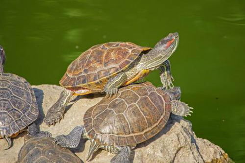 母草龟和公草龟的区别在哪里