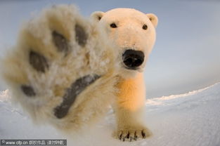 北极熊不怕镜头 地表最强猎食者频 卖萌
