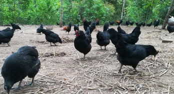 五黑鸡应该如何养 控制好鸡舍里面的温度和湿度很重要