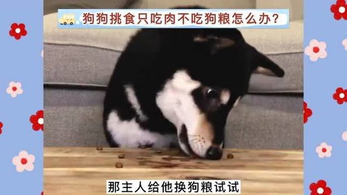 狗狗挑食只吃肉不吃狗粮怎么办 