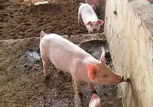 从猪的饮水 饲料 温度 通风等环节,看如何改善猪的环境 