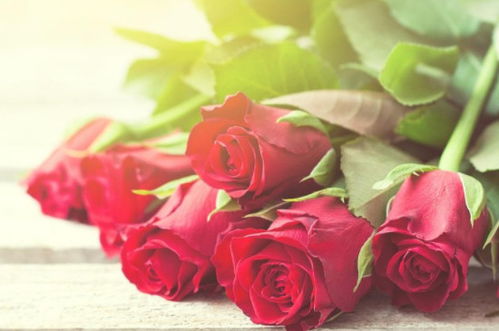 红色玫瑰的花语是什么意思,红玫瑰寓意花语