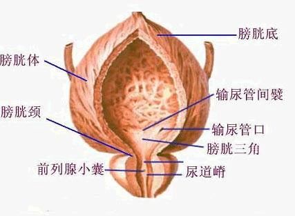 南充长城医院医师讲解尿道口流脓怎么办 及时就医是关键