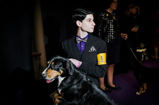 威斯敏斯特狗展 属于汪星人的纽约时装周