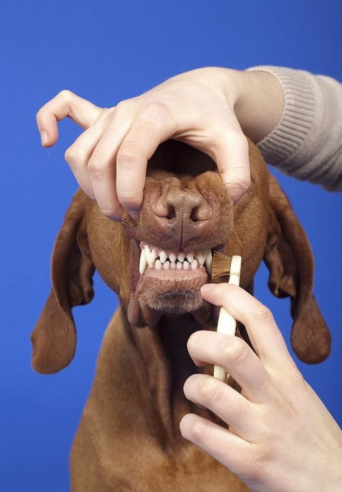 狗狗牙齿上褐色或黑色的东西是什么 怎么预防和清除