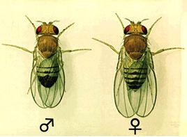 家里很多比苍蝇小的小飞虫,杀虫剂一喷能死一大片,这是什么虫子啊 