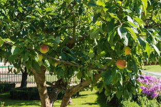 苹果树几年结果实,刚栽的苹果树要几年才能结果