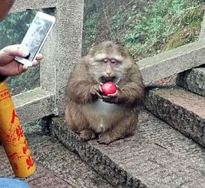 猴子经常抢游客食物,最终变成一只胖猴,如今身材让人惨不忍睹 