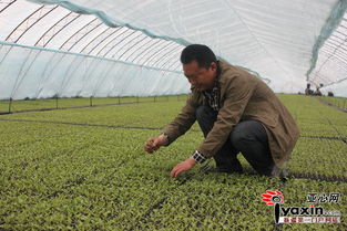 新疆沙湾县大棚番茄苗长势好