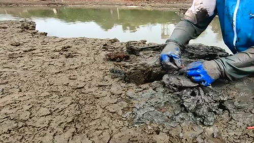 这里是 蟹王 的风水宝地,还没人抓,小伙子已经爆桶了 