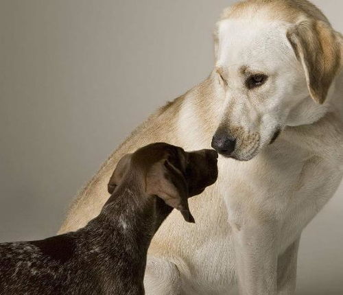 让狗狗伤心的四种行为,你真的了解它们吗