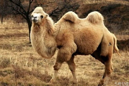 什么是骆驼呢 骆驼生长在什么环境下呢