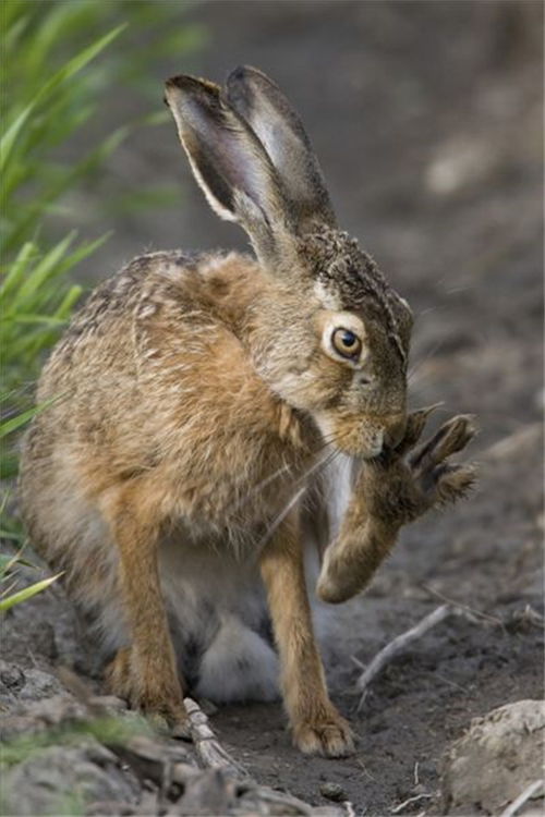澳洲最可怕的生物入侵 来自欧洲的野兔繁殖到100亿
