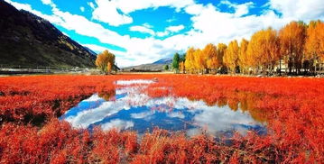国内秋日美景大赏,最美风景都藏在这6大浏览圣地