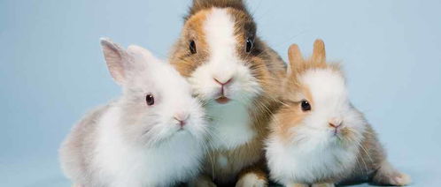 养兔子的禁忌 新手养兔子怎么养注意什么细节 哟哟生活百科 