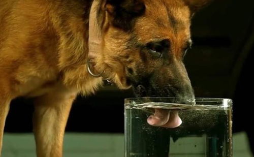 狗喝水是什么姿势 给它喝水,一定要注意这些事项