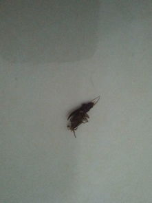 最近家里出现了一种黑色的虫子,咬人,请大家鉴定一下是什么虫子