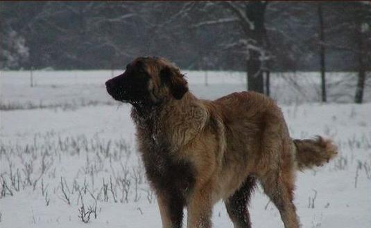 身形堪比藏獒的神秘猛犬,历代游荡在东北大山之中,偷猎者的噩梦