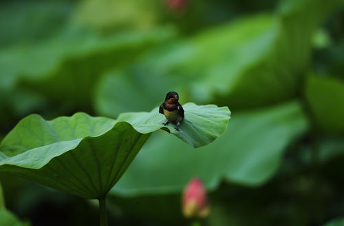 荷花 燕子 