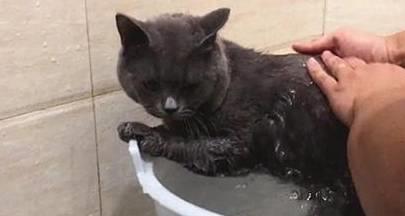 养宠经验 猫咪身上有臭味才洗澡吗 猫咪身上发臭了才洗澡吗