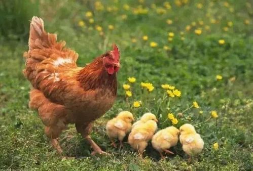 河南一校长发表 熟蛋返生孵雏鸡 论文,你见过农村母鸡孵小鸡的过程吗