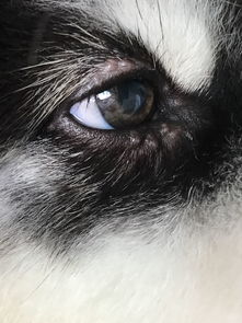 狗狗眼睛长了一圈红红的东西,越来越多,刚开始两三个 
