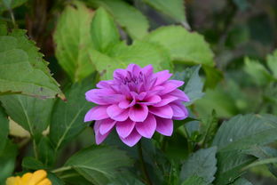 什么野菊填词语，什么野菊填词语四个字