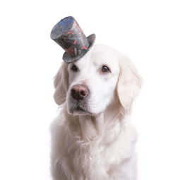 狗狗和它们的纸帽子,原来背后有这么感人的故事