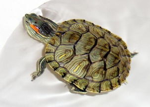 巴西龟幼龟 