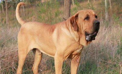 美军犬遭炸弹炸伤 秒杀世界上最凶悍的九大猛犬