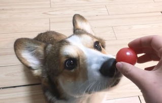 柯基第一次吃小番茄,结果酸到狗脸变形 谁知道吃完一个还想吃 