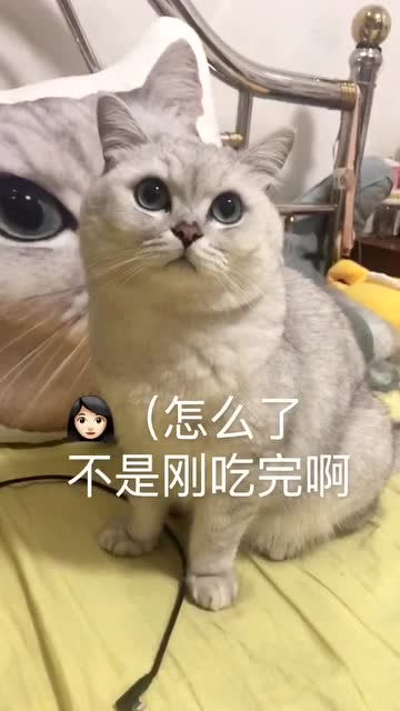 小猫一天到晚拉屎（如何避免猫咪便秘，保持健康排便）