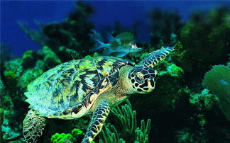 家养乌龟的寿命 家养乌龟能活多久