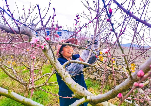 满园春意枝头闹,象山桃农修枝忙凤凰网宁波 