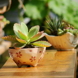 10种最容易栽养的室内植物 