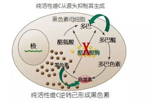 端午出游被晒黑 教你如何7天快速修复变白 