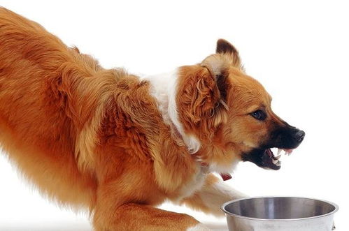 狗狗为什么会护食,是小气还是天性使然 关于护食的真相你要明白