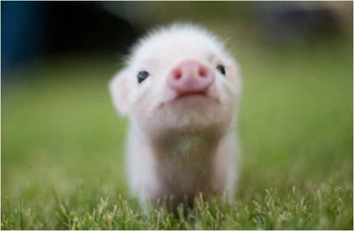 这四个月出生的属猪人是富贵命,少灾少难,一生富贵无忧