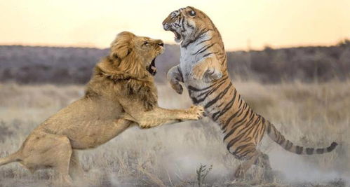 老虎和狮子谁更厉害 汉朝皇帝曾组织两场狮虎斗,结果出乎意料