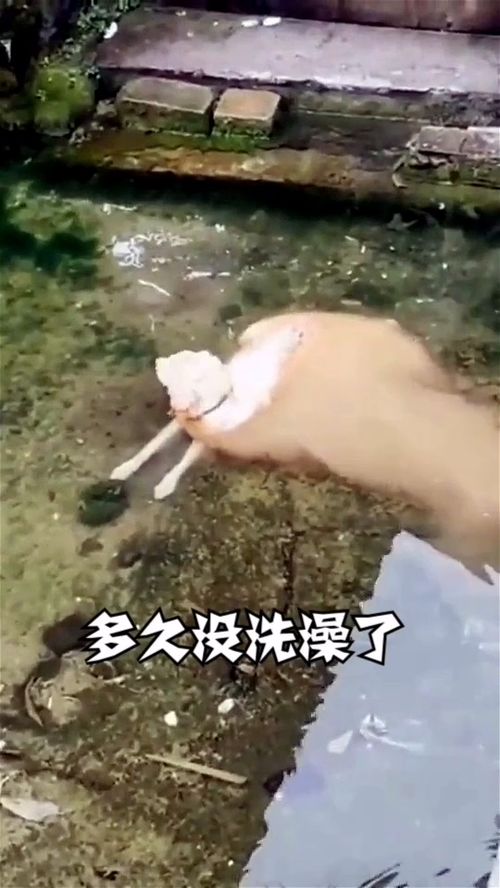 你是多久没有洗澡了 