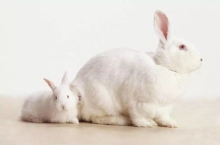 兔子发病有规律,做好预防少兔病 