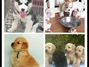 图 西安认证宠物领养中心 现狗狗赠送中 西安宠物狗 