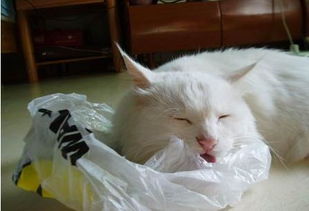 猫咪为什么喜欢舔塑料袋呢 